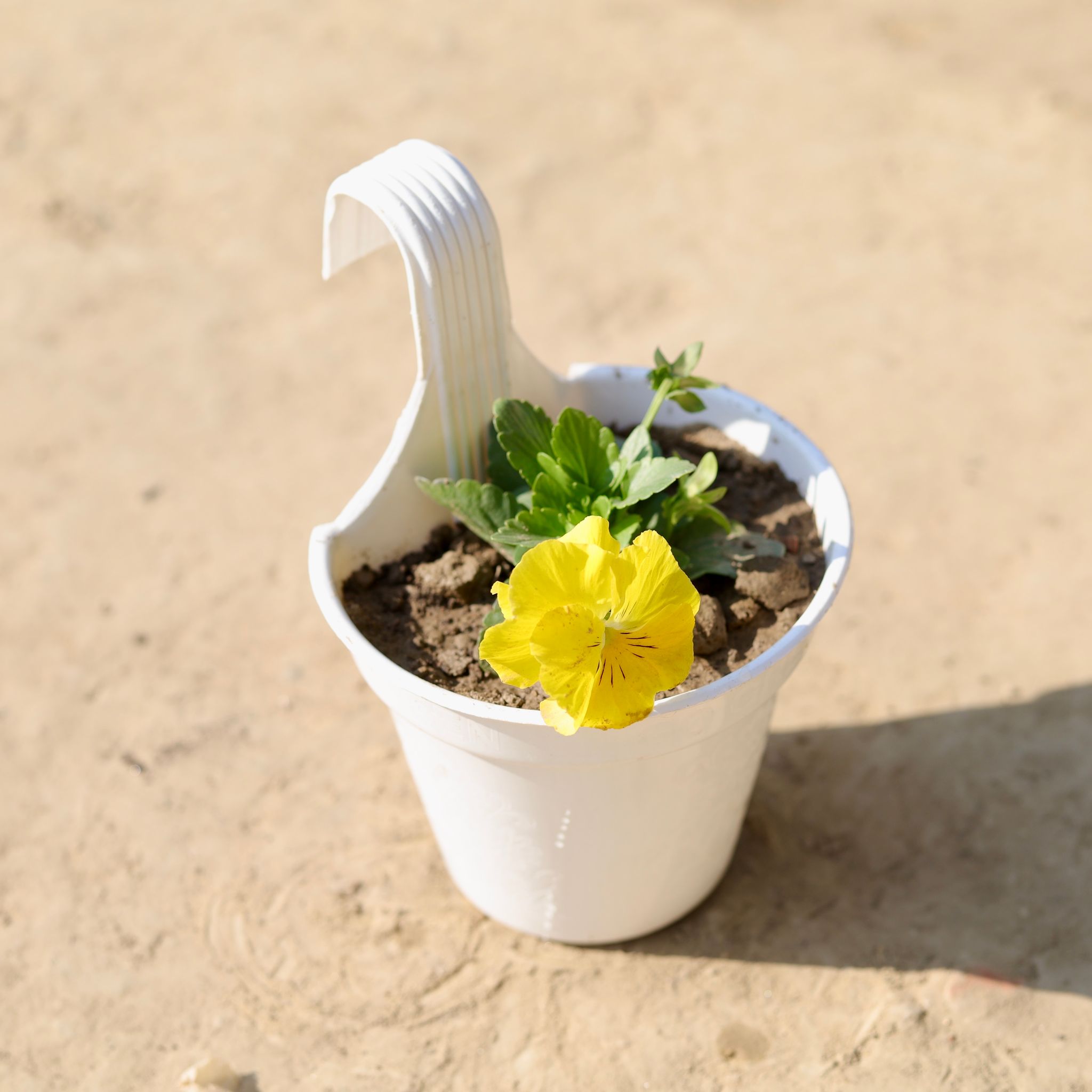 Pansy (Any Colour) in 6 Inch White Single Hook Hanging Plastic Pot