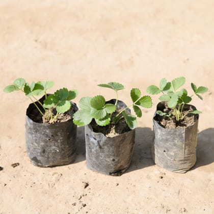 Buy Set Of 3 - Ranunculus / Buttercup (Any Colour) in 4 Inch Nursery Bag Online | Urvann.com