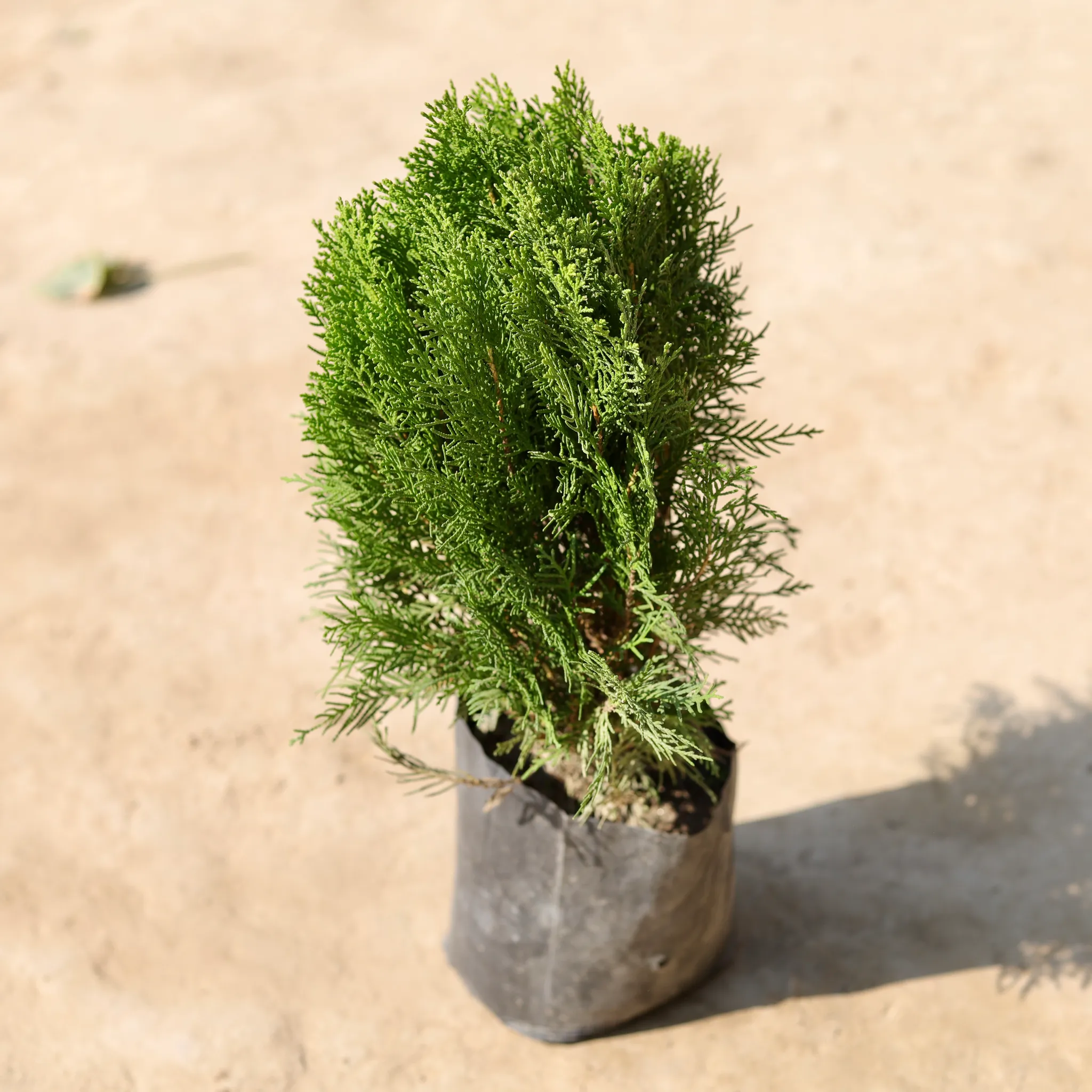 Morpankhi in 8 Inch Nursery Bag