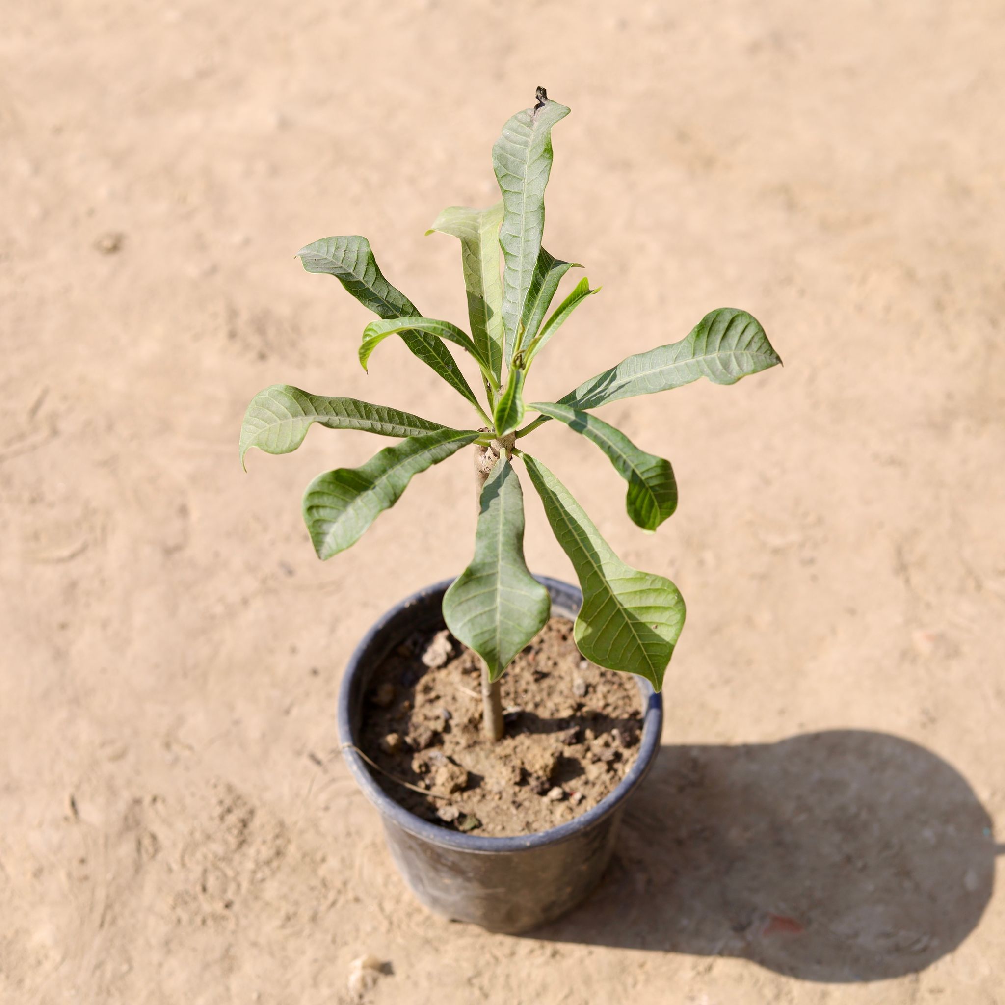 Naag Champa / Plumeria (Any Colour) in 6 Inch Nursery Pot