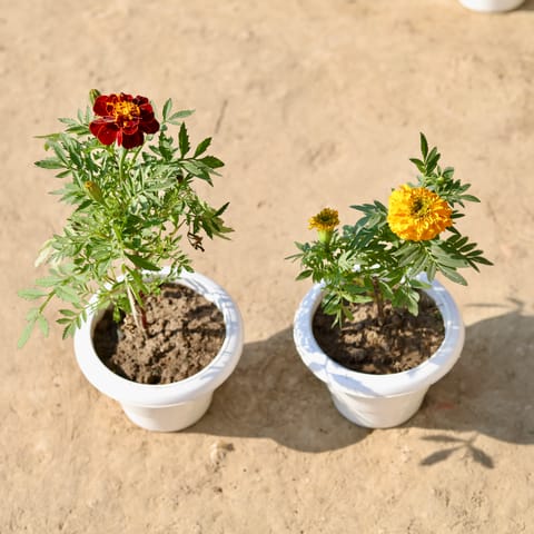 Set Of 2 - Marigold & Marigold Jafri (Any Colour) in 6 Inch Classy White Plastic Pot
