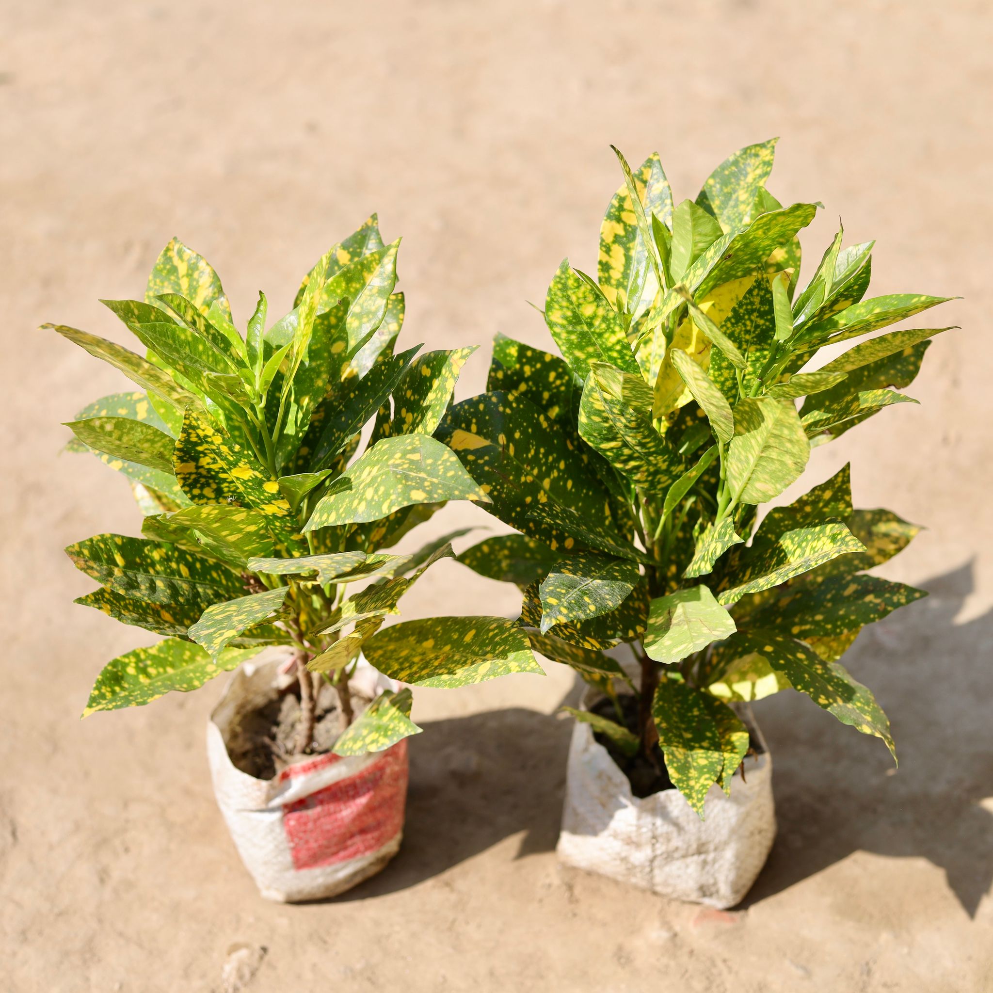 Set Of 2 - Baby Croton in 4 Inch Nursery Bag