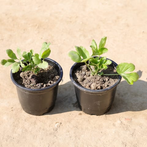 Set Of 2 - Ranunculus / Buttercup (Any Colour) in 6 Inch Nursery Pot