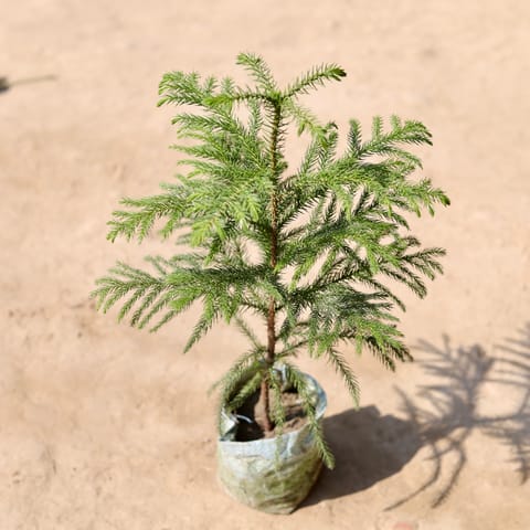 Araucaria / Christmas Tree (~ 1.5 Ft) in 4 Inch Nursery Bag