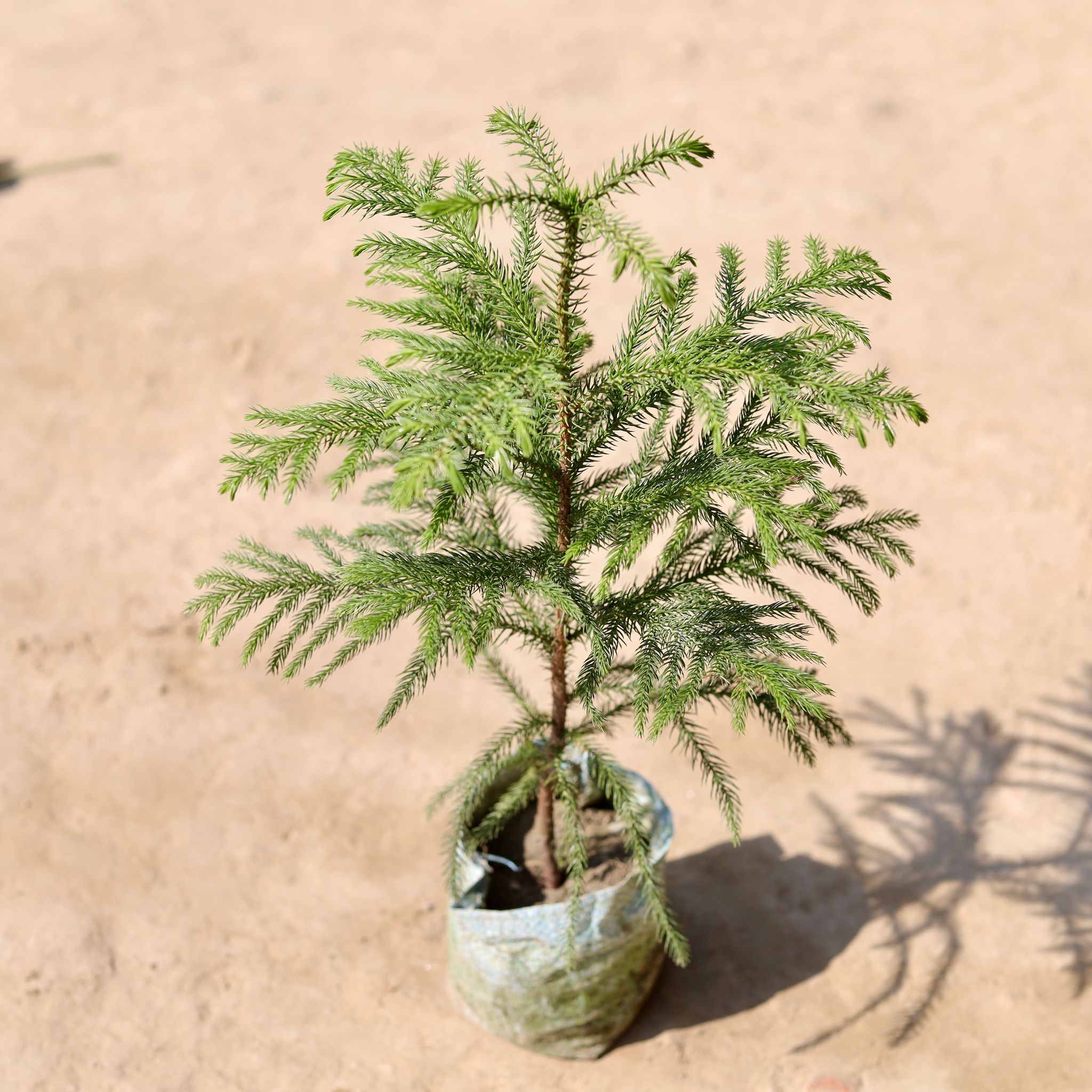 Araucaria / Christmas Tree (~ 1.5 Ft) in 4 Inch Nursery Bag