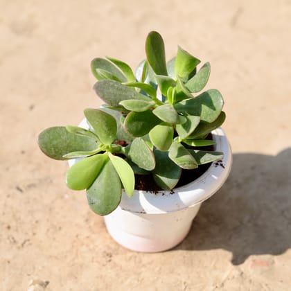 Buy Crassula in 6 Inch Classy White Plastic Pot Online | Urvann.com