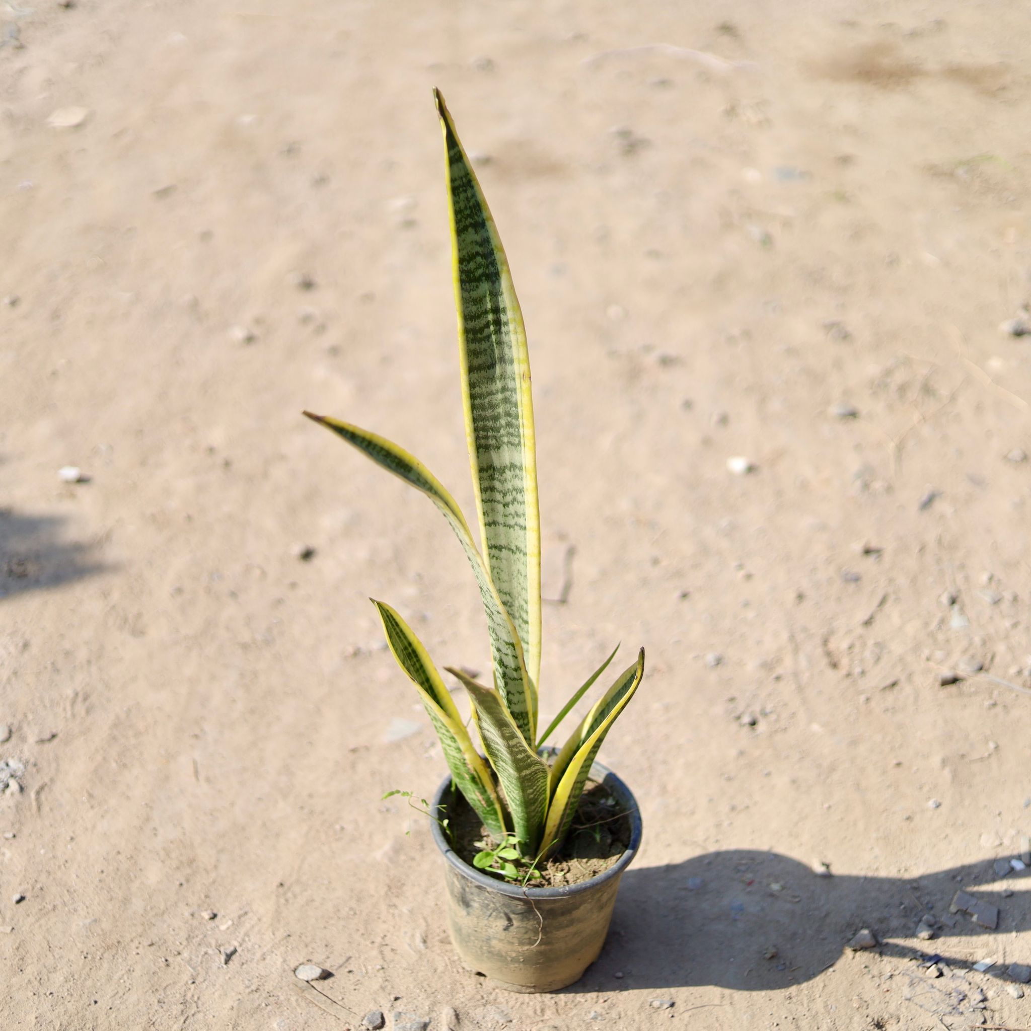 Snake golden in 6 Inch Nursery Pot