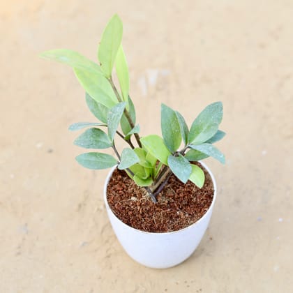 Buy Zz Green in 4 Inch White Premium Orchid Round Plastic Pot Online | Urvann.com