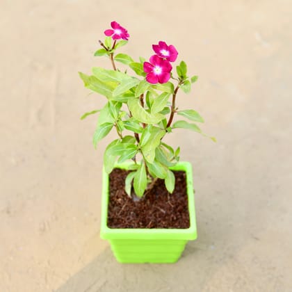 Buy Periwinkle / Vinca / Sadabahar (any colour) in 4 Inch Green Premium Orchid Square Plastic Pot Online | Urvann.com