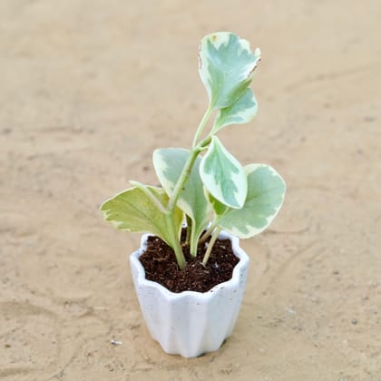 Buy Peperomia Obtusifolia / Baby Rubber in 4 Inch Vibrant White Ripple Ceramic Planter Online | Urvann.com
