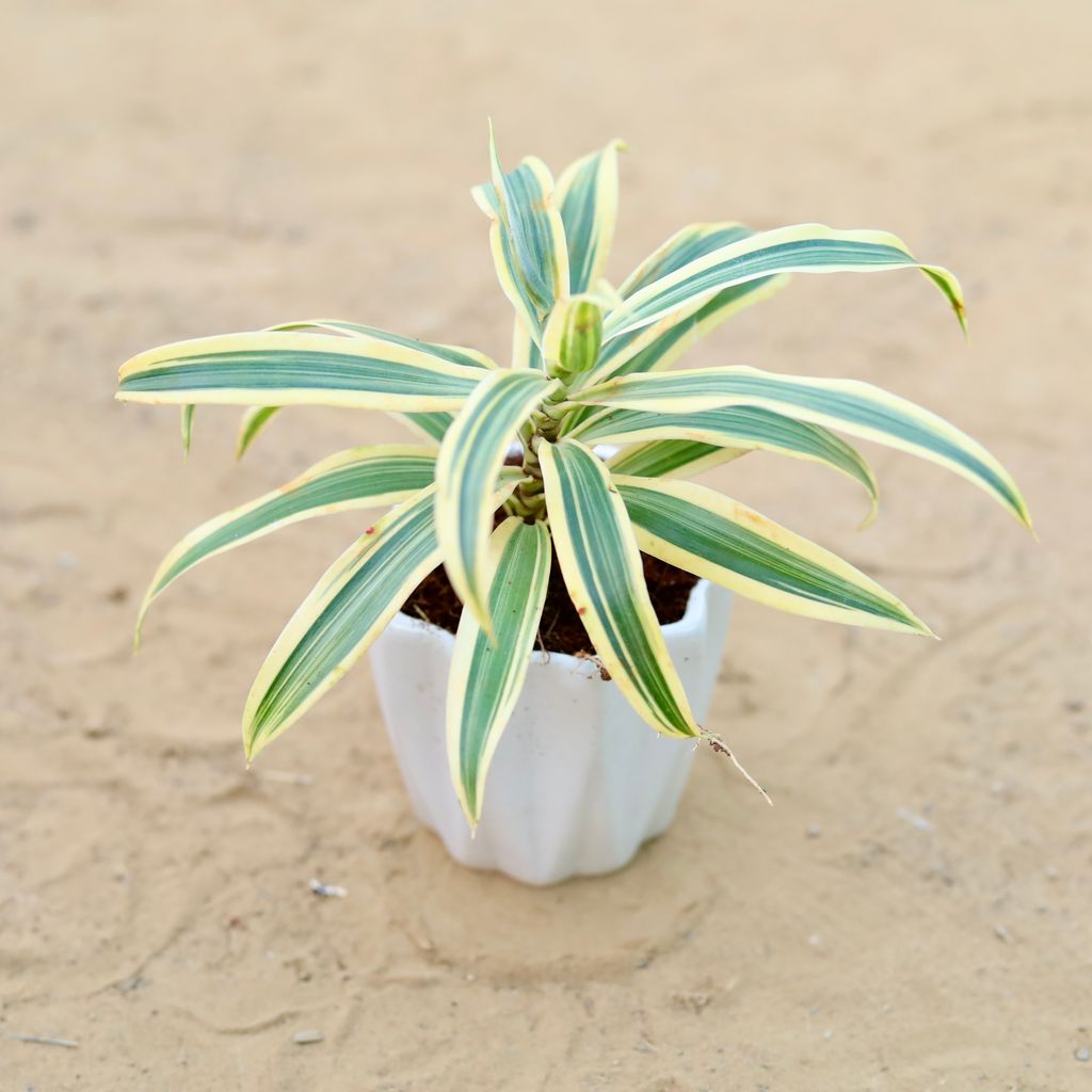 Buy Song of India in 4 Inch Vibrant White Ripple Ceramic Planter Online | Urvann.com Song of India in 4 Inch Vibrant White Ripple Ceramic Planter
