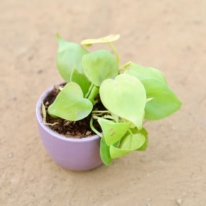 Buy Oxycardium Golden in 3 Inch Purple Classy Cup Ceramic Pot – Minimalist Glossy Succulent Pot, Indoor Flower Pot for Home and Office Décor Online | Urvann.com
