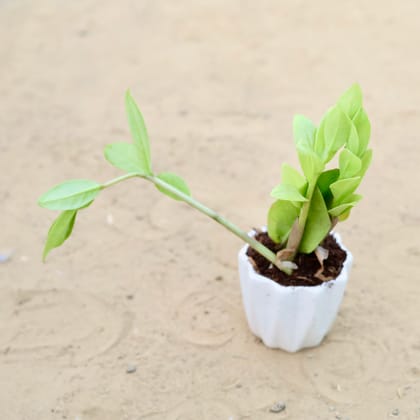 Buy Zz Green in 4 Inch Vibrant White Ripple Ceramic Planter Online | Urvann.com