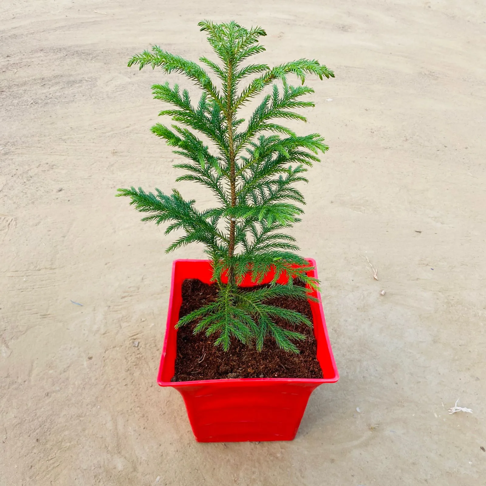 Araucaria / Christmas Tree (~ 3 fT) in 08 Inch Red Premium Tokyo Square Plastic Pot
