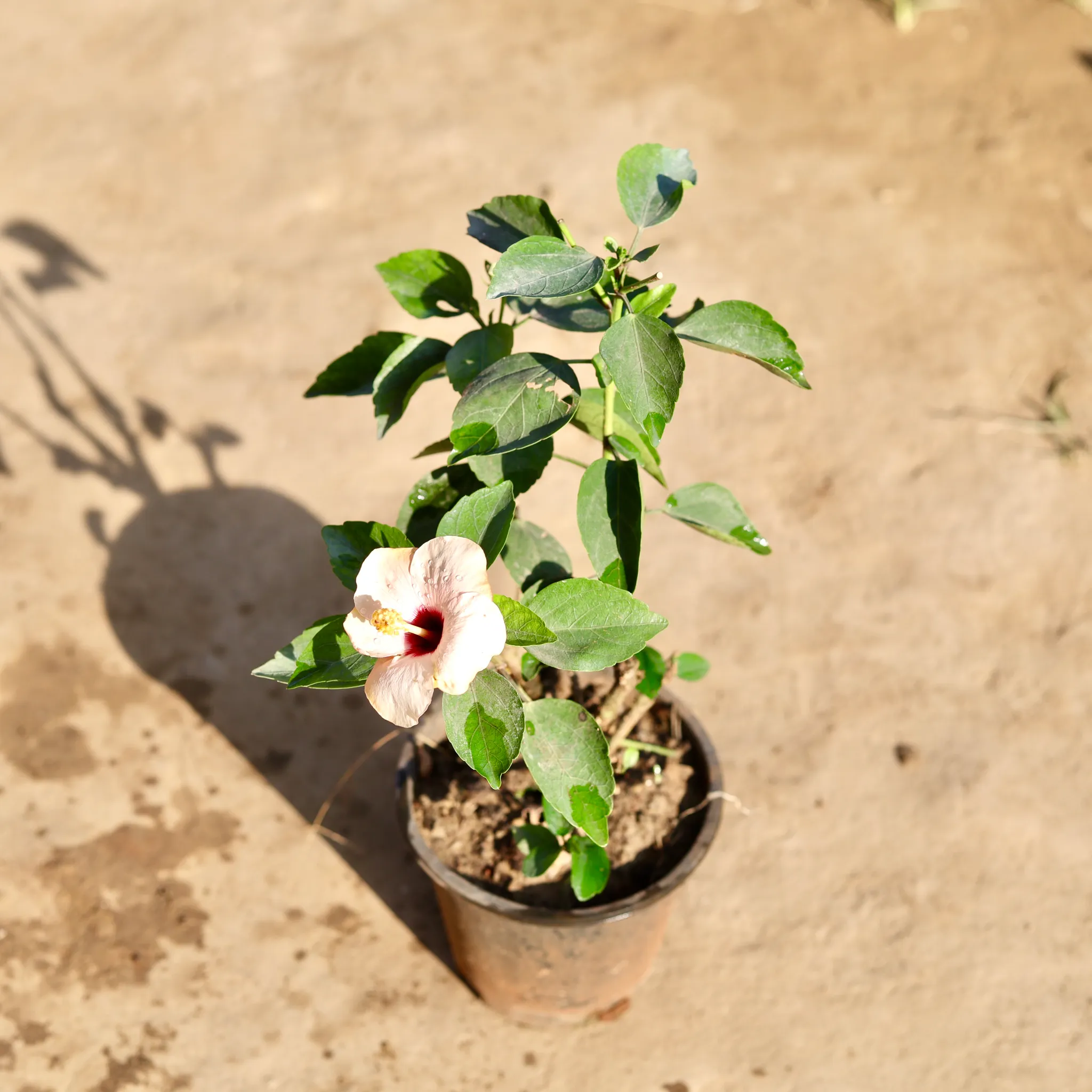 Hibiscus Hybrid (Any Colour) in 6 Inch Nursery Pot