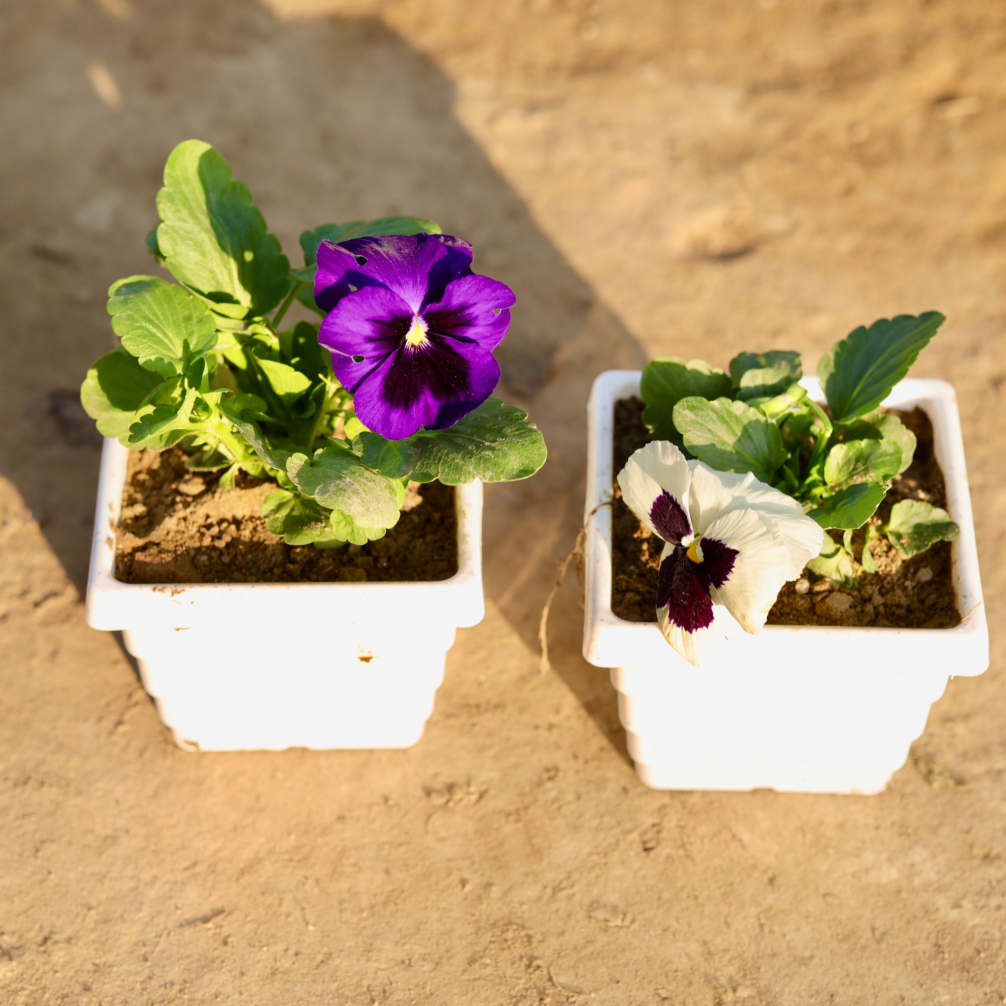 Set Of 2 - Pansy (Any Colour) in 4 Inch White Marble Premium Orchid Square Plastic Pot