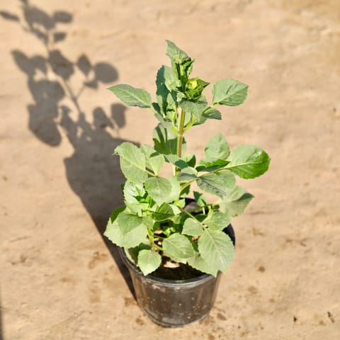 Double Dahlia (Any Colour) in 8 Inch Nursery Pot