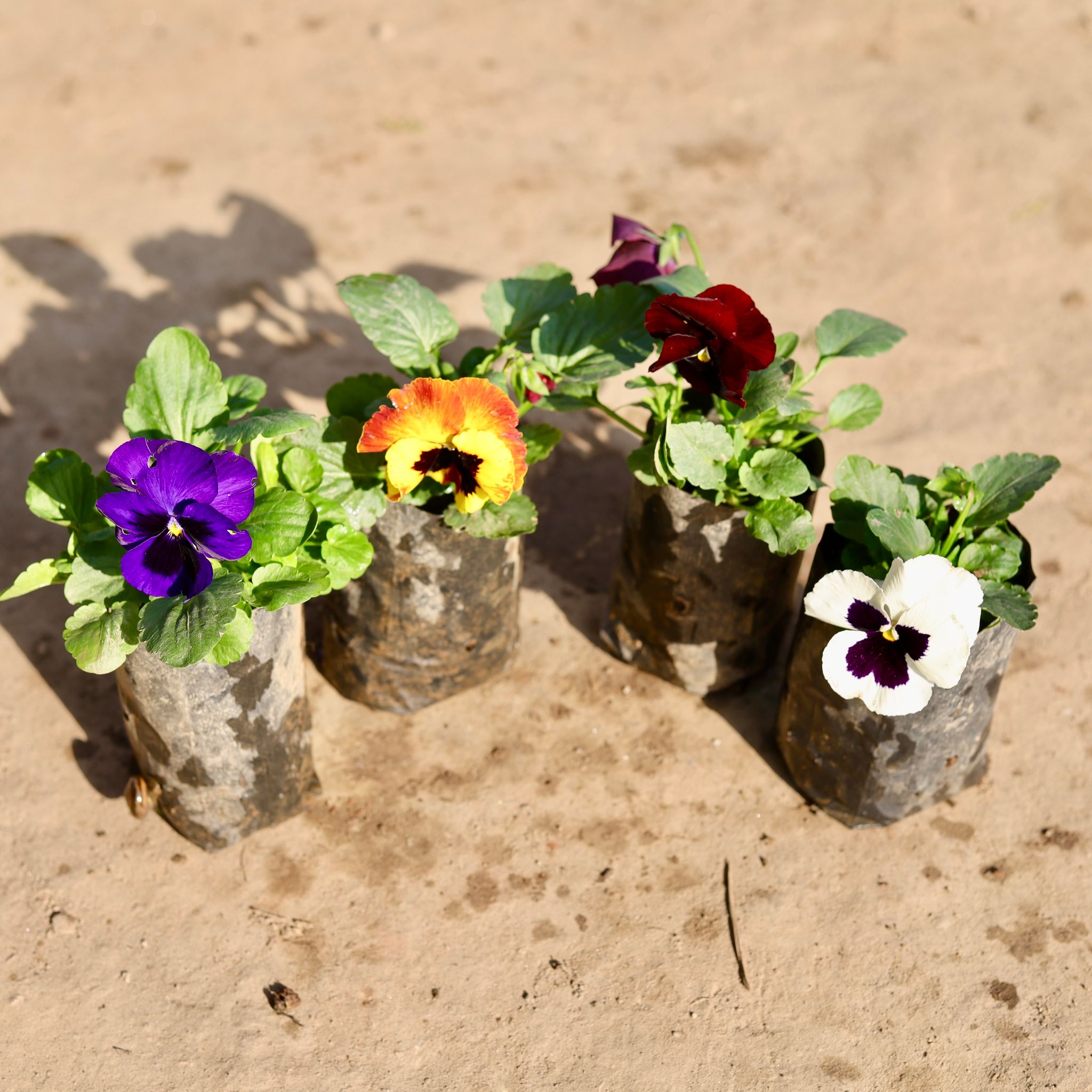 Set Of 4 - Pansy (Any Colour) in 4 Inch Nursery Bag