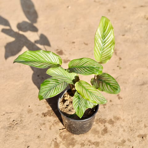 Calathea Ornata Pinstripe in 5 Inch Nursery Pot