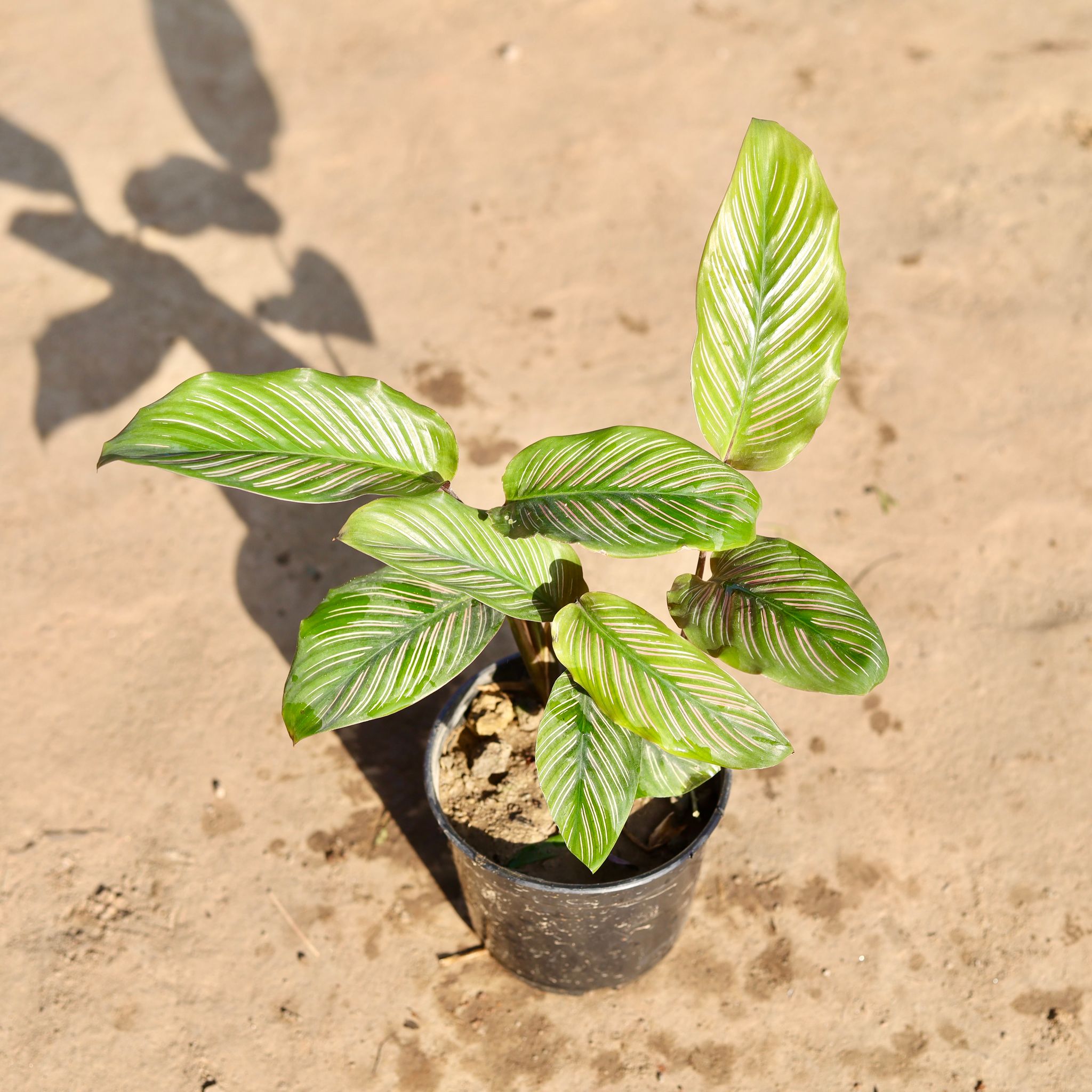 Calathea Ornata Pinstripe in 5 Inch Nursery Pot