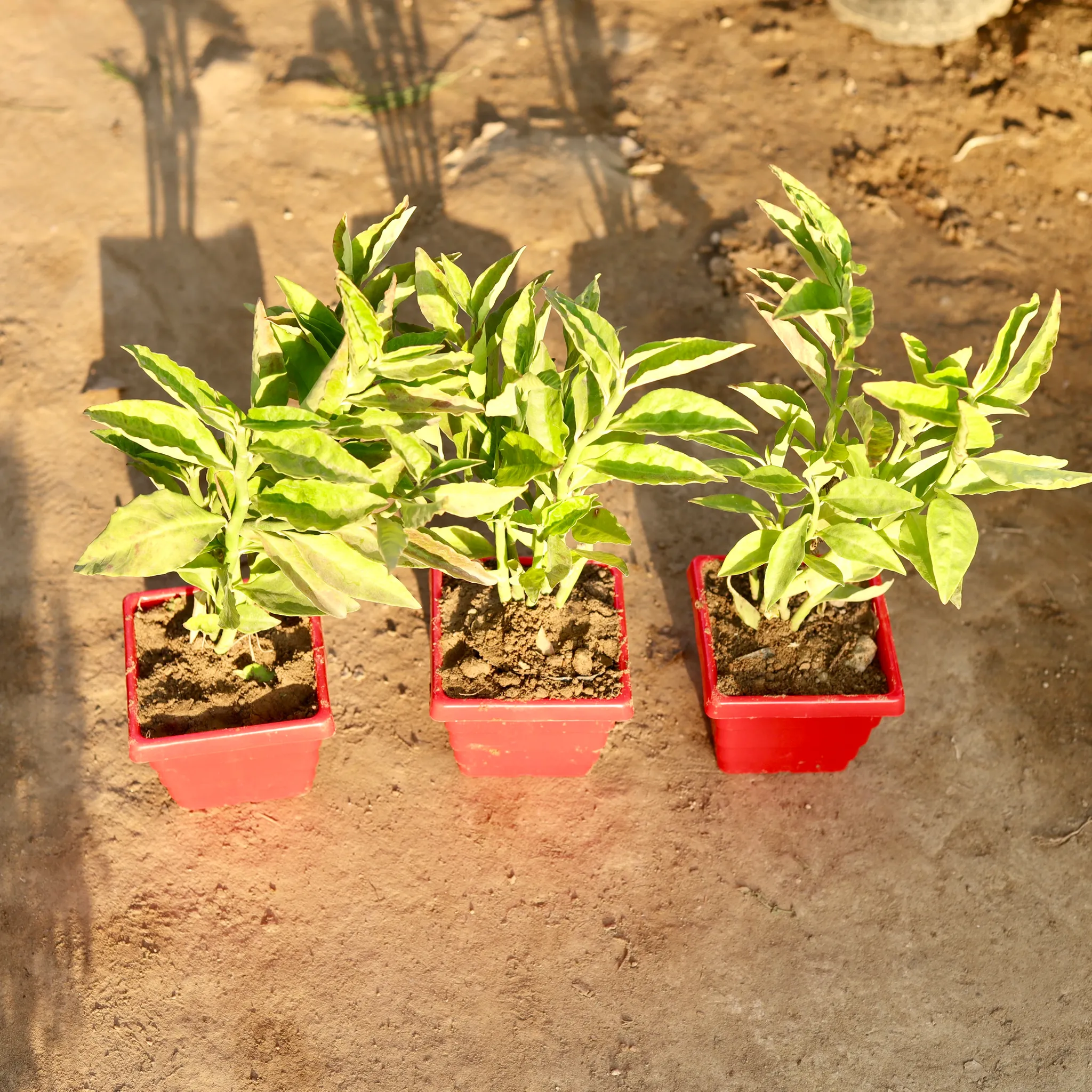Set Of 3 - Pedilianthus / Devil'S Backbone in 4 Inch Red Premium Orchid Square Plastic Pot