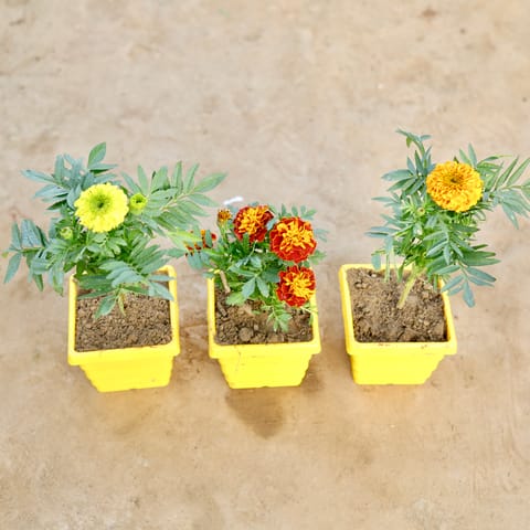 Set Of 3 - Marigold / Genda & Marigold Jafri (Any Colour) in 4 Inch Yellow Premium Orchid Square Plastic Pot