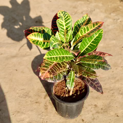 Croton Petra in 8 Inch Nursery Pot