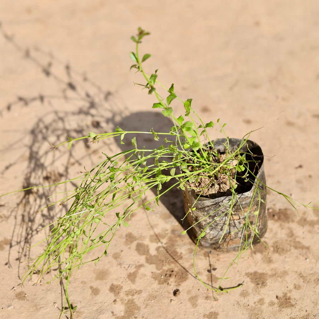 Buy Russelia / Firecracker Plant in 4 Inch Nursery Bag Online | Urvann.com Russelia / Firecracker Plant in 4 Inch Nursery Bag
