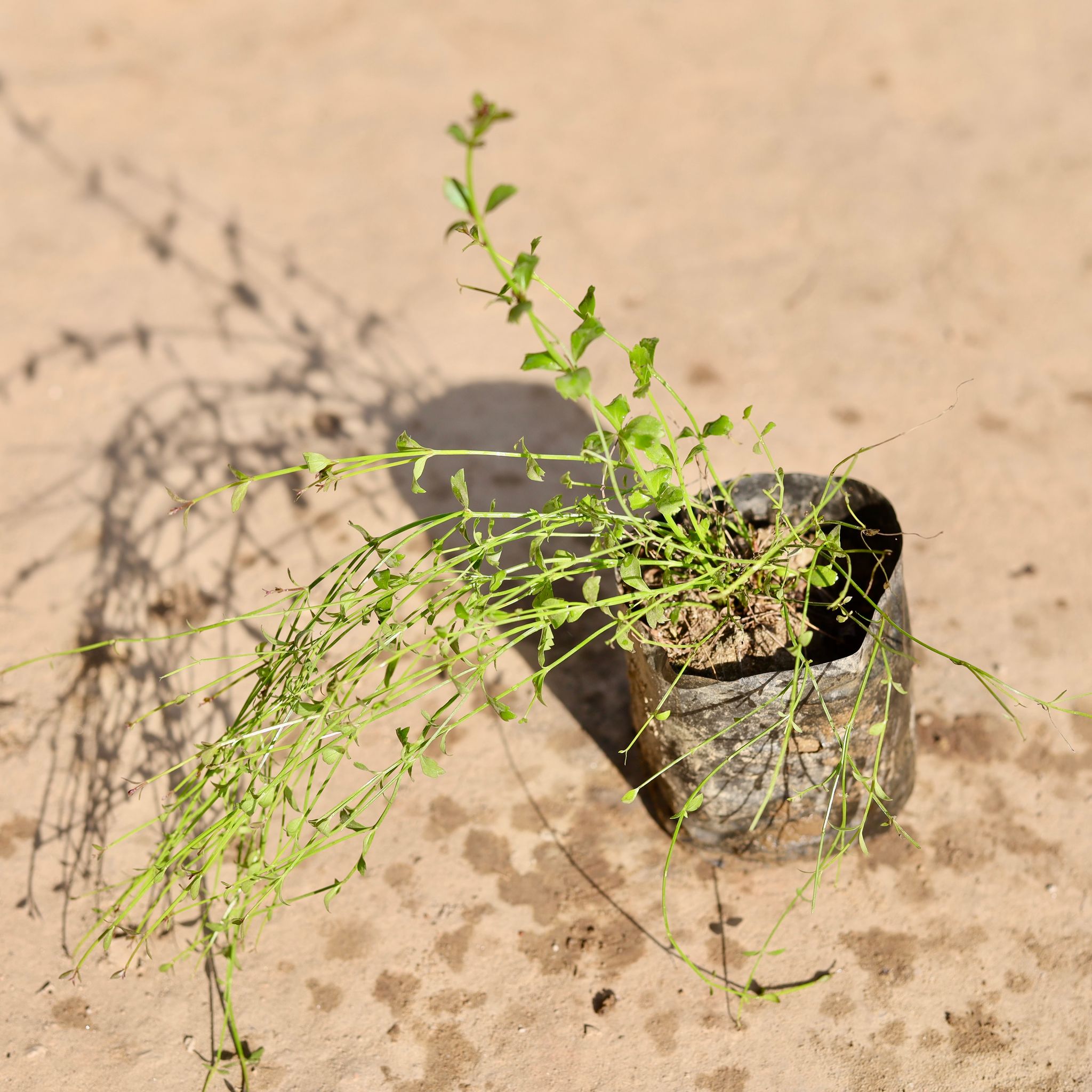 Russelia / Firecracker Plant in 4 Inch Nursery Bag