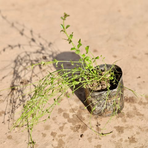 Russelia / Firecracker Plant in 4 Inch Nursery Bag