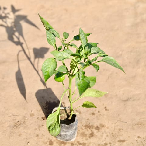 Capsicum / Shimla Mirch in 4 Inch Nursery Bag