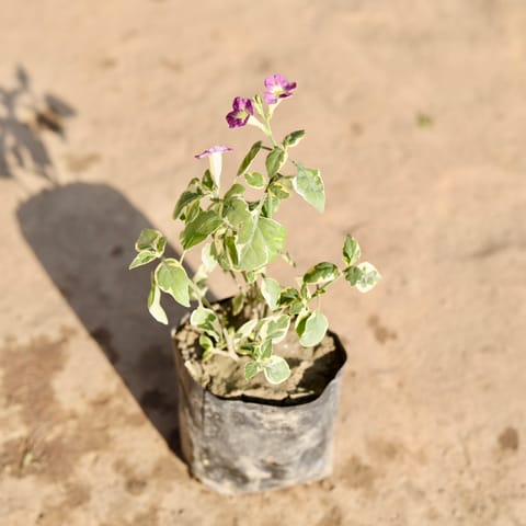 Chinese Violet / Asystasia in 4 Inch Nursery Bag