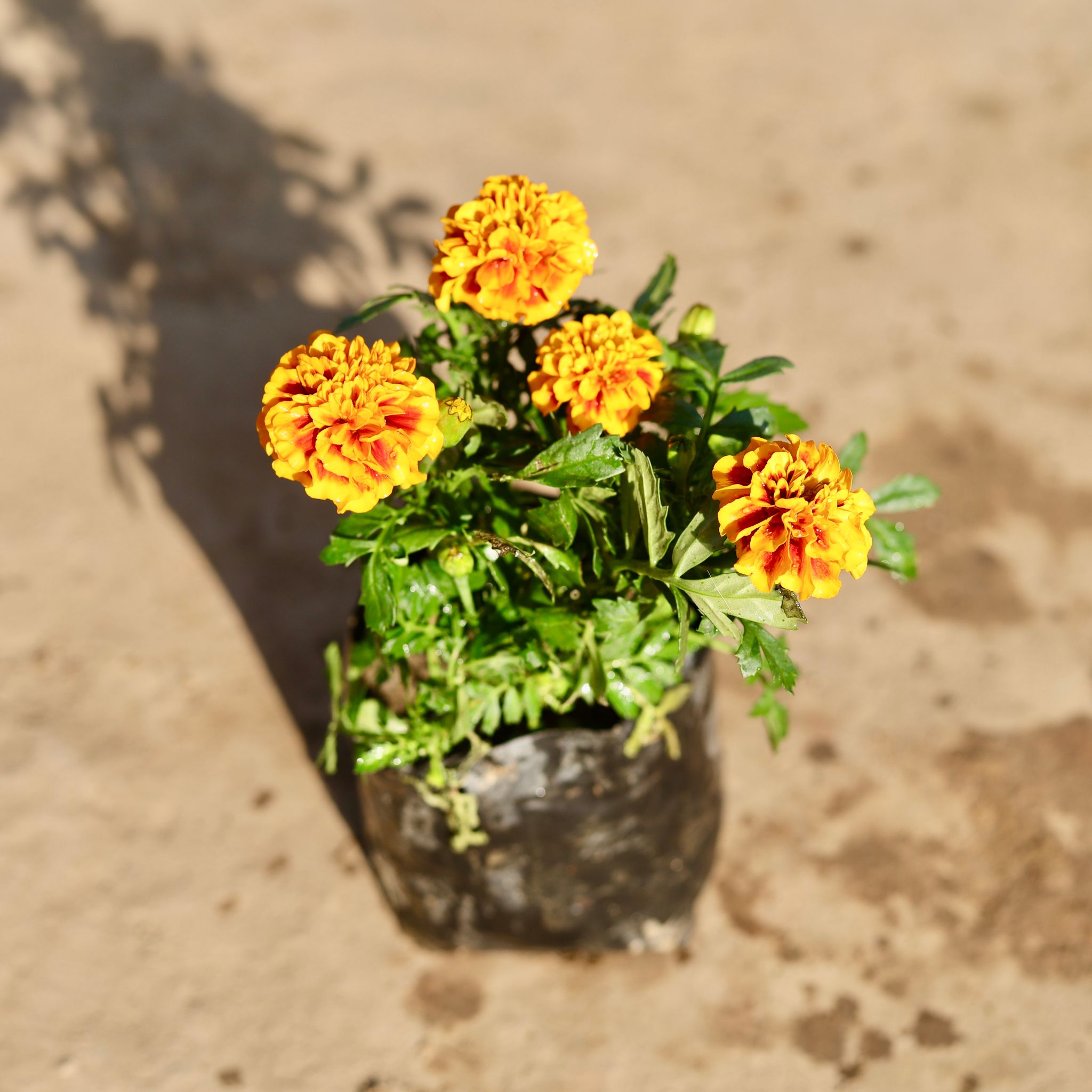 Marigold French / Genda Jafri (Any Colour) in 4 Inch Nursery Bag