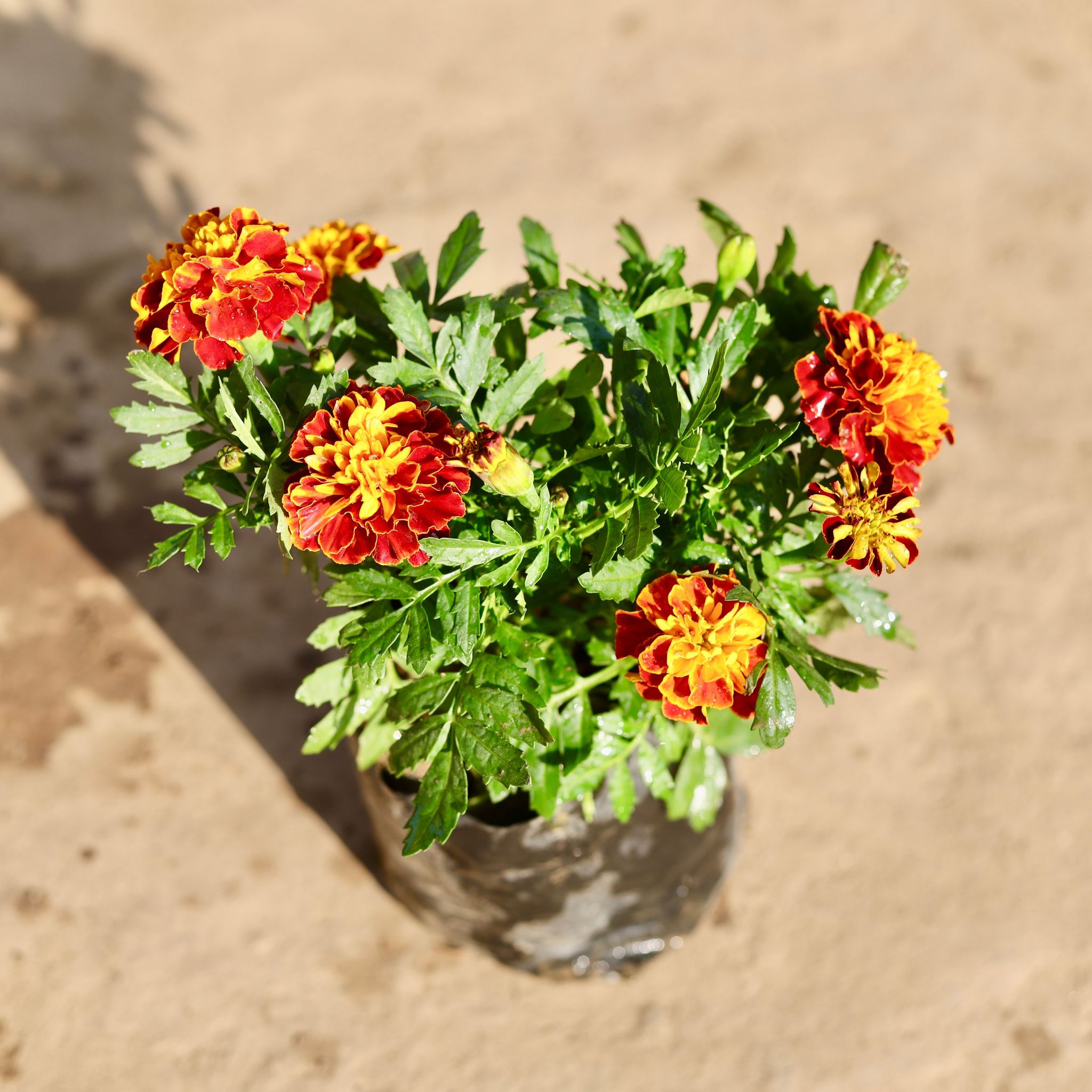 Marigold French / Genda Jafri Orange in 4 Inch Nursery Bag