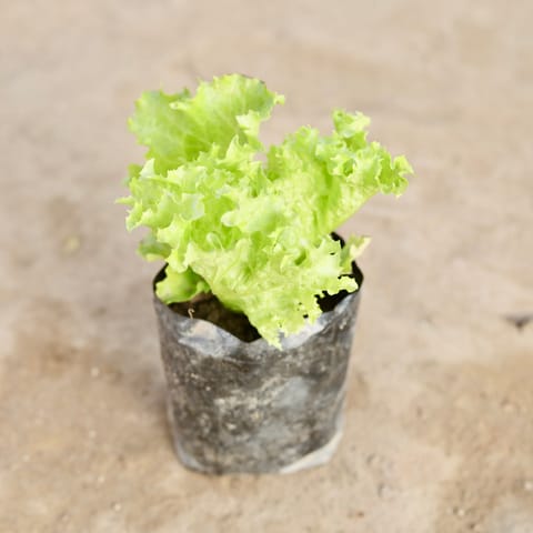 Lettuce Green in 4 Inch Nursery Bag