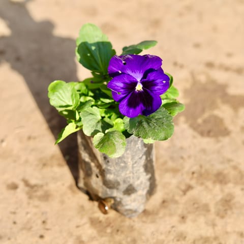 Pansy Purple in 4 Inch Nursery Bag