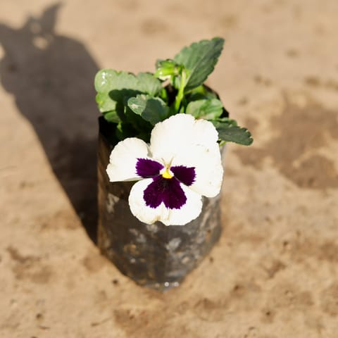 Pansy (any colour ) in 4 Inch Nursery Bag