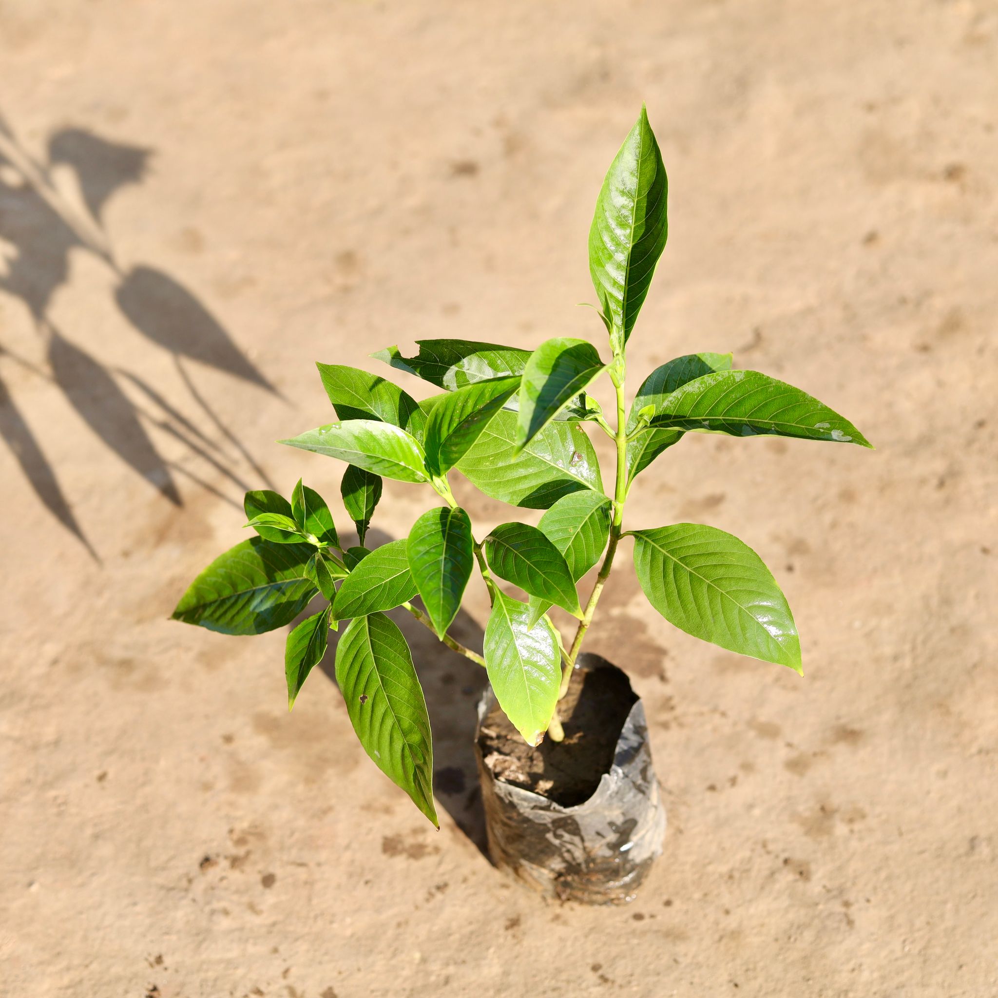Adusa / Malabar Nut in 4 Inch Nursery Bag