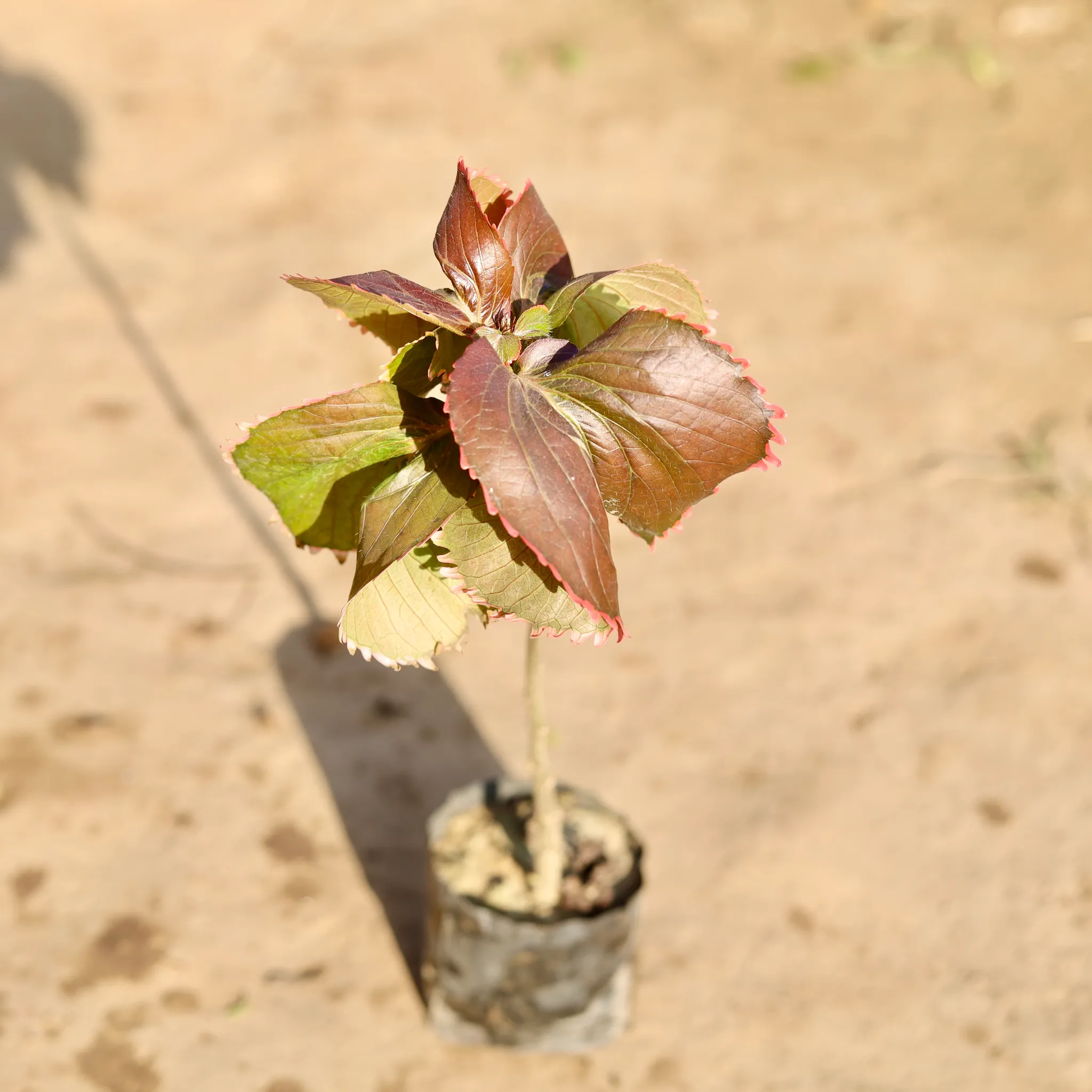 Acalypha Red in 4 Inch Nursery Bag