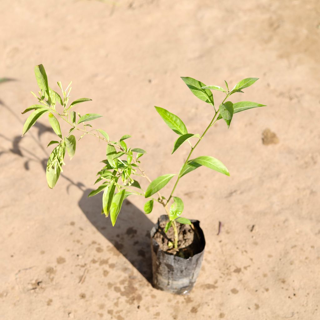 Buy Raat Ki Rani / Night Blooming Jasmine in 4 Inch Nursery Bag Online | Urvann.com Raat Ki Rani / Night Blooming Jasmine in 4 Inch Nursery Bag