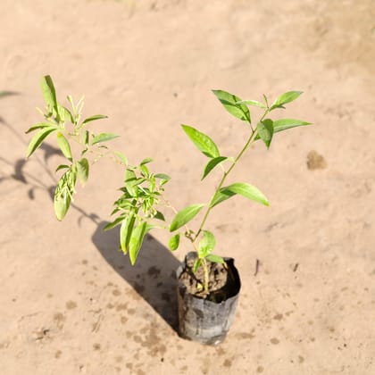 Buy Raat Ki Rani / Night Blooming Jasmine in 4 Inch Nursery Bag Online | Urvann.com