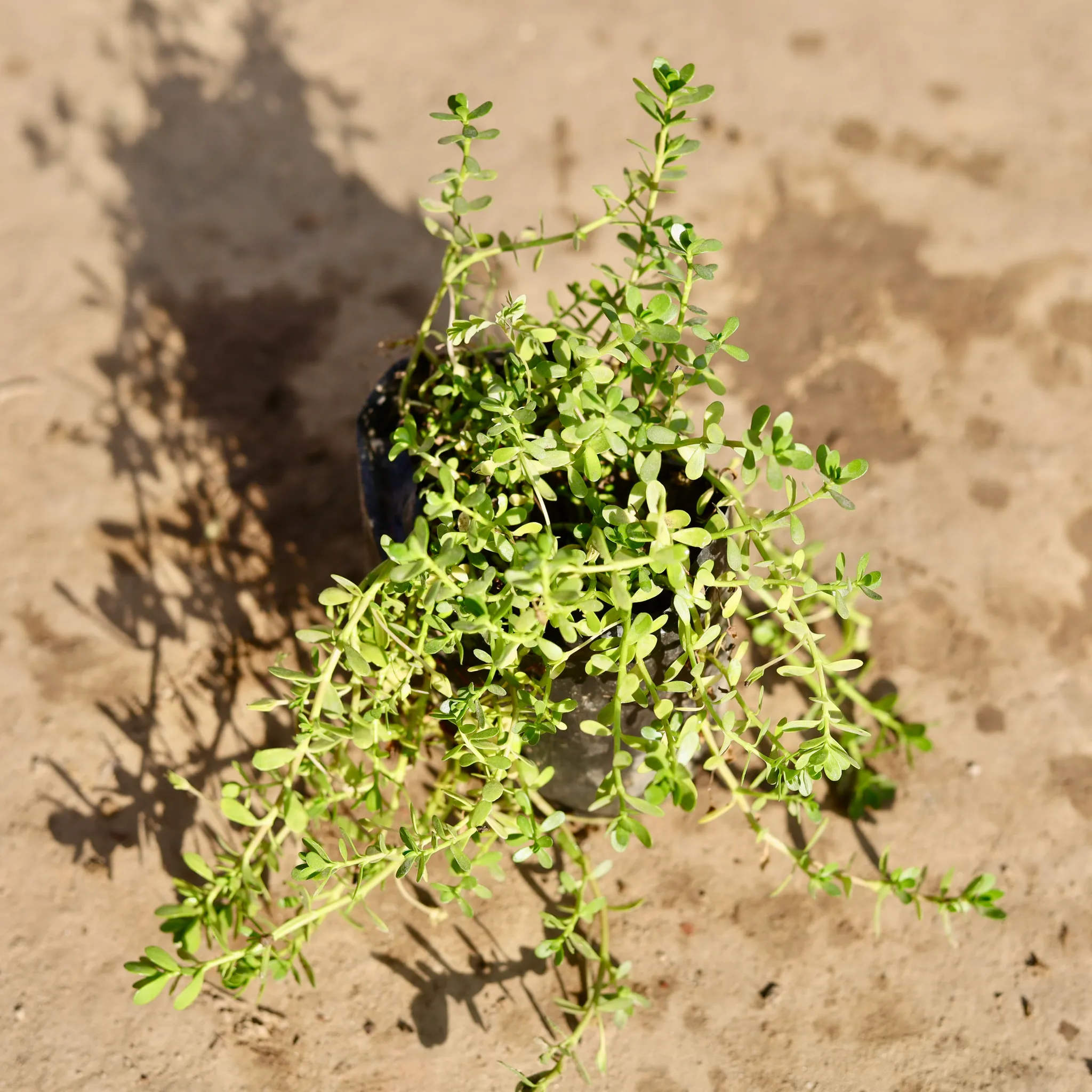 Brahmi Herb Plant in 4 Inch Nursery Bag