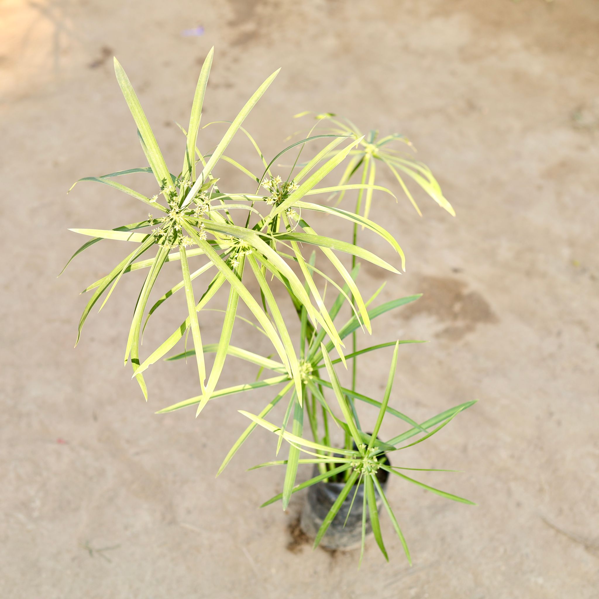 Umbrella Palm in 4 Inch Nursery Bag