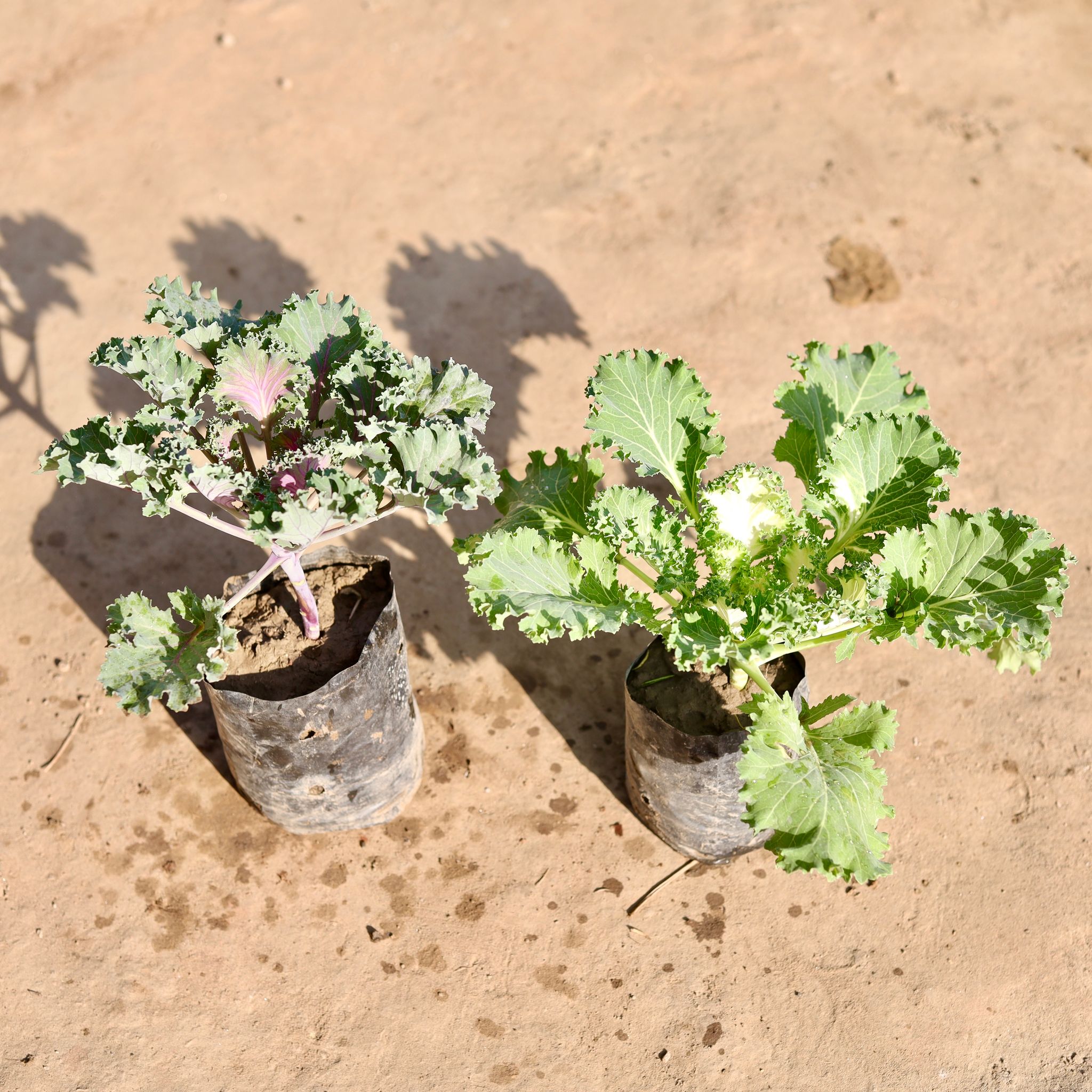 Set Of 2 - Kale Purple & White in 4 Inch Nursery Bag