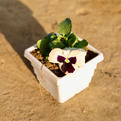 Pansy (Any Colour) in 4 Inch White Marble Premium Orchid Square Plastic Pot