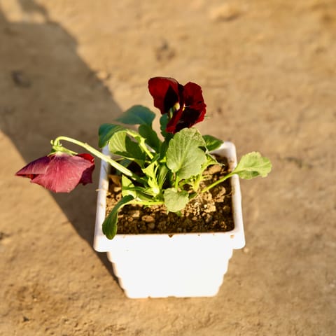 Pansy Red in 4 Inch White Marble Premium Orchid Square Plastic Pot