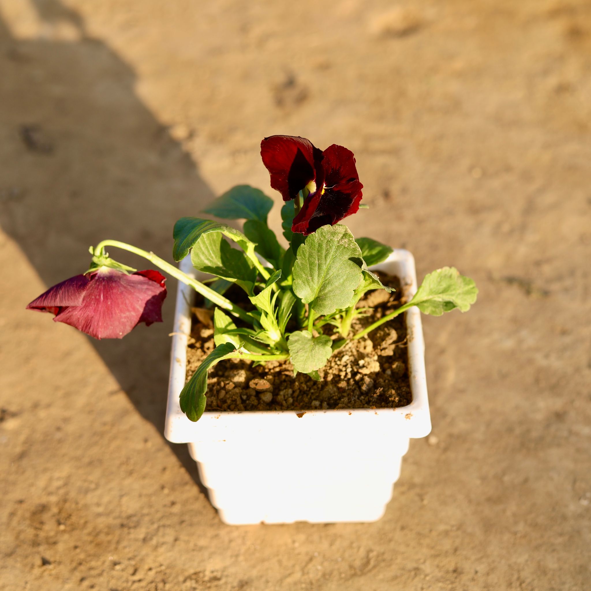 Pansy Red in 4 Inch White Marble Premium Orchid Square Plastic Pot