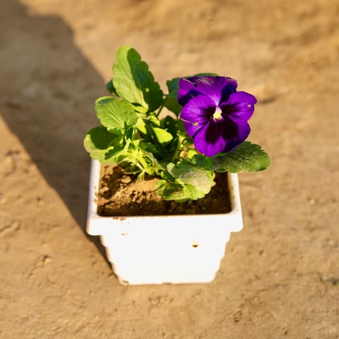 Pansy Purple in 4 Inch White Marble Premium Orchid Square Plastic Pot