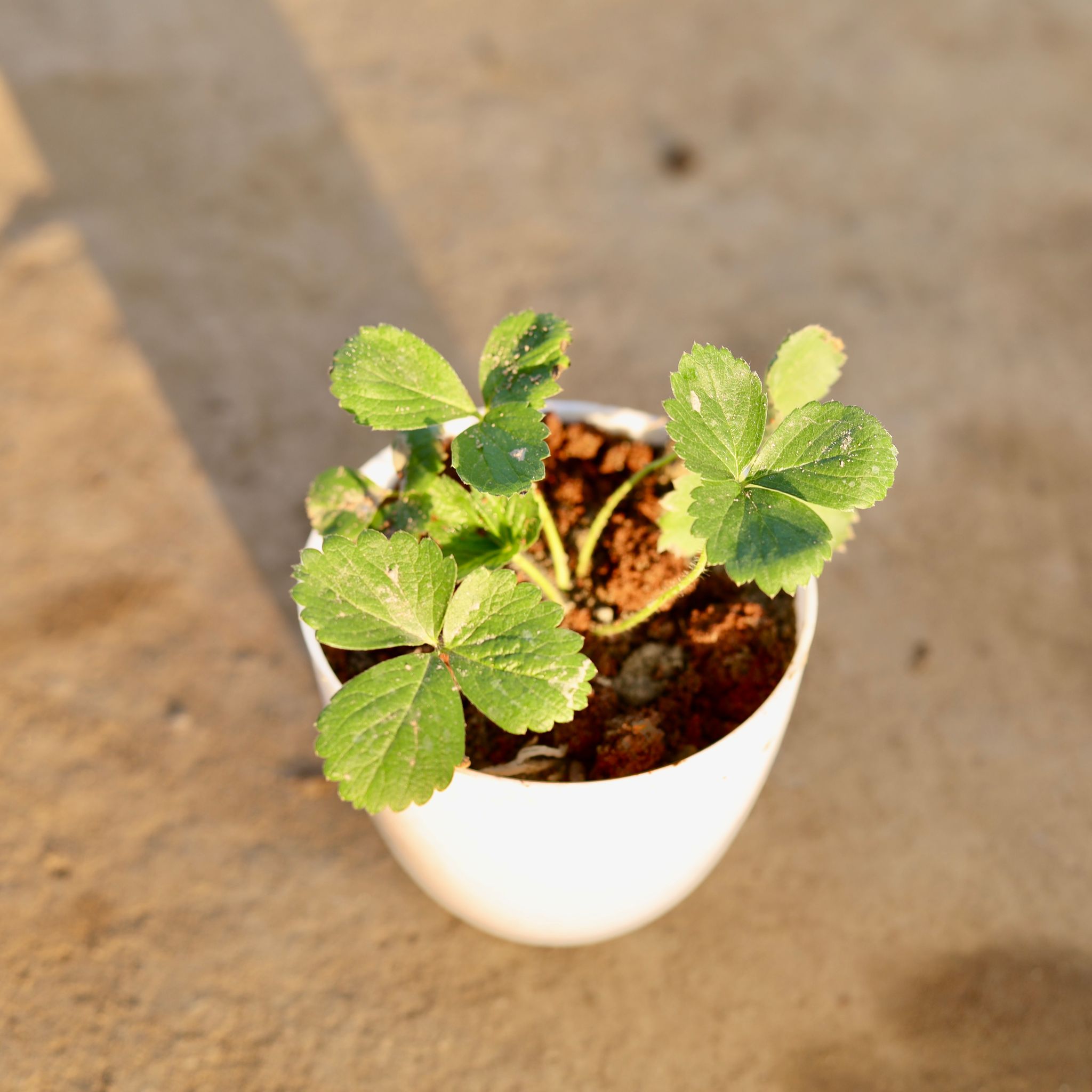 Strawberry in 4 Inch White Premium Orchid Round Plastic Pot