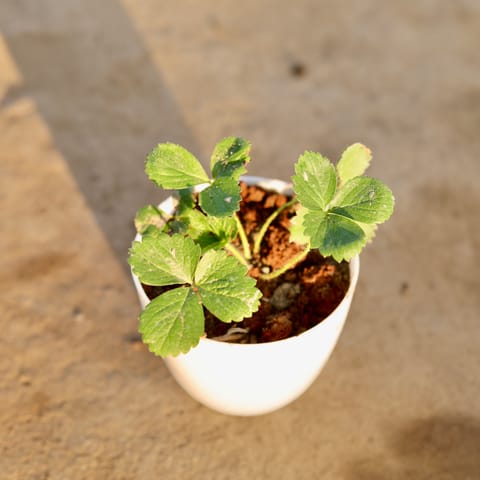 Strawberry in 4 Inch White Premium Orchid Round Plastic Pot